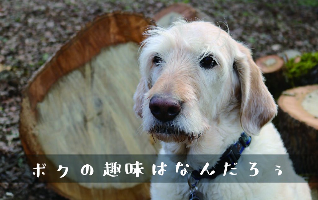 趣味は犬